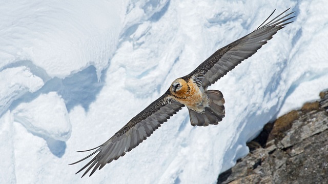 Gipeto delle Alpi - photo credit myswitzerland.com