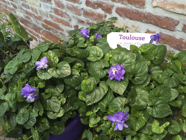 la Violetta di Tolosa - Photo Credits @maisondelaviolette