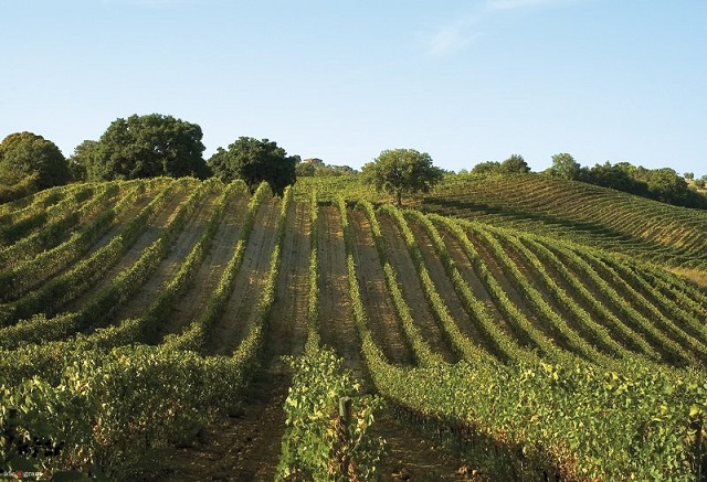vigne Fattoria Mantellassi