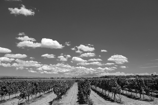 I vigneti di Varvaglione1921 di Dirk Vogel