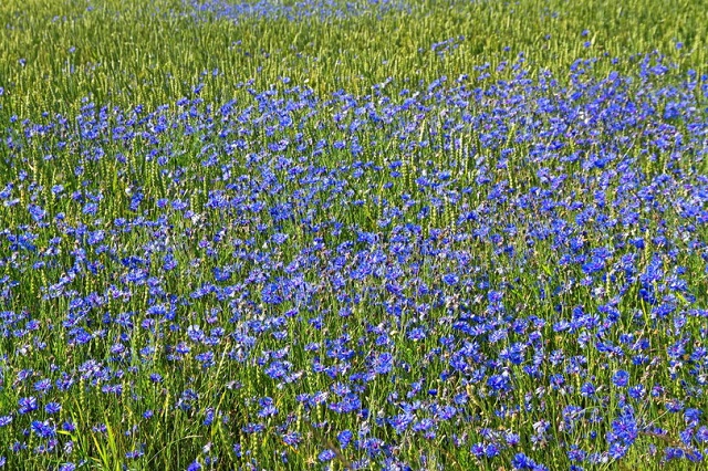 Castelluccio di Norcia