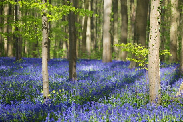 Hallerbos - Belgio