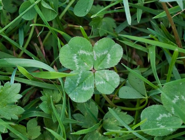 quadrifoglio @KristerBrandser