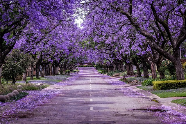 Johannesburg - Sud Africa