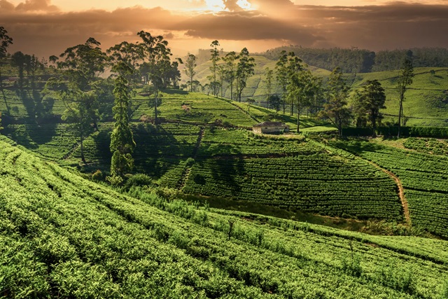 Sri Lanka - @AntonPetrus - Getty Images