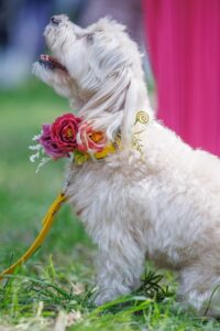 Pet Glamour Parade