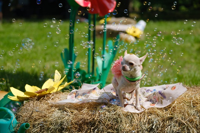 Pet Flower Parade