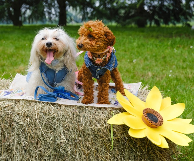 Pet Flower Parade