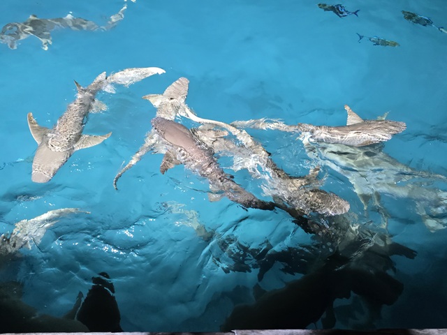 squali e mante