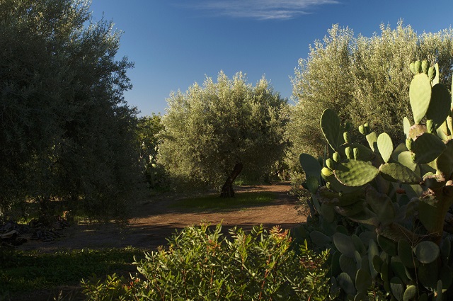 Alberi di olivo secolari prima della potatura - Photo Credits @enzosignorelli.
