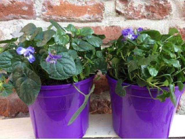 Violette de Toulouse - Photo Credits @MaisondelaViolette