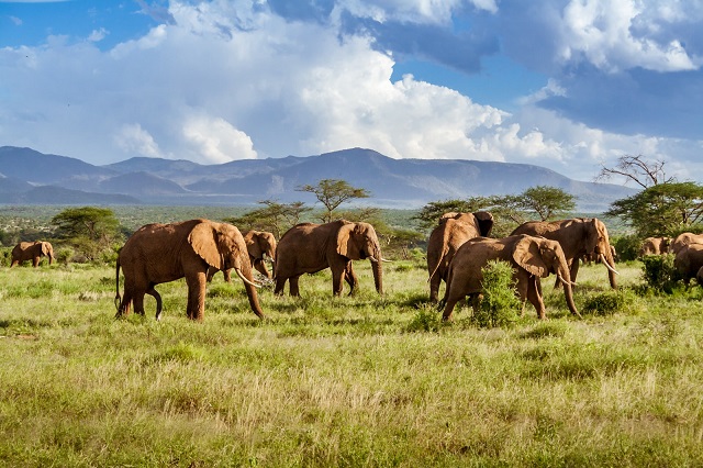 Kruger National Park South Africa - Photo Credit @GettyImages