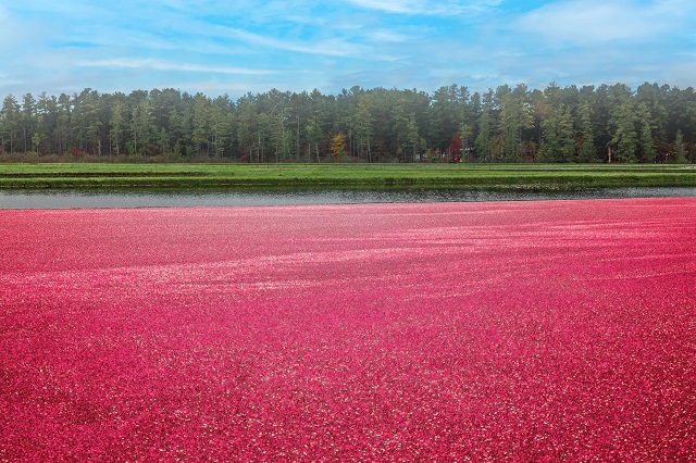 Wisconsin-Cranberry- @KLBahrGetty