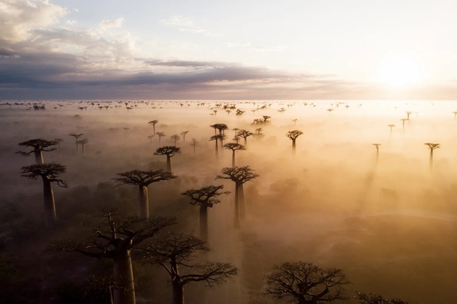 Madagascar - @DaveCarr -Getty Images