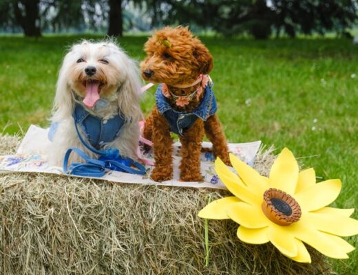 Pet Flower Parade