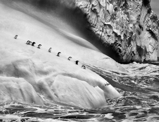 Sebastião Salgado, Chinstrap Penguins dive off Icebergs located between Zavodovsky and Visokoi Islands, Sout Sandwich Island, 2009 copyright Sebastião Salgado