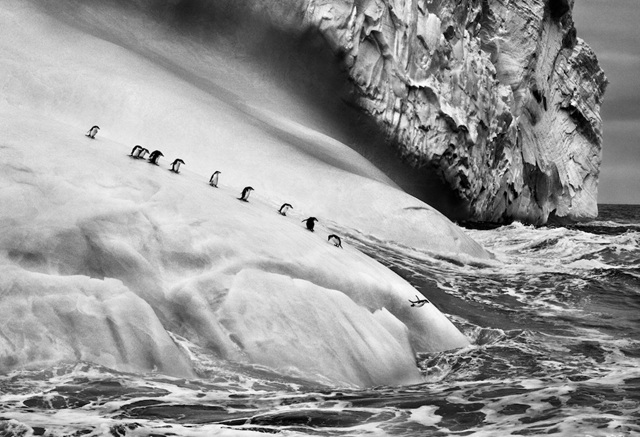 Sebastião Salgado, Chinstrap Penguins dive off Icebergs located between Zavodovsky and Visokoi Islands, Sout Sandwich Island, 2009 copyright Sebastião Salgado